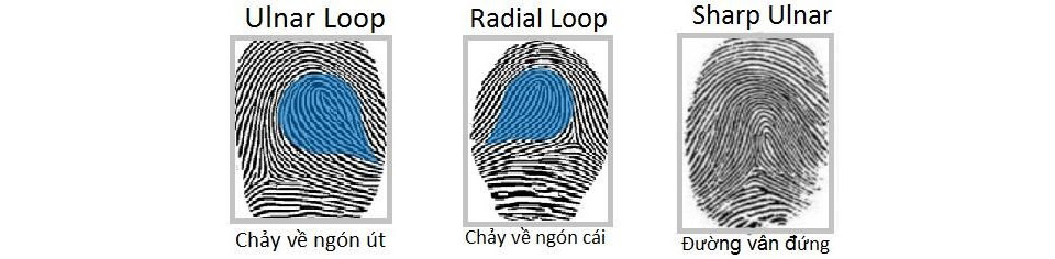 Các mẫu vân tay LOOP