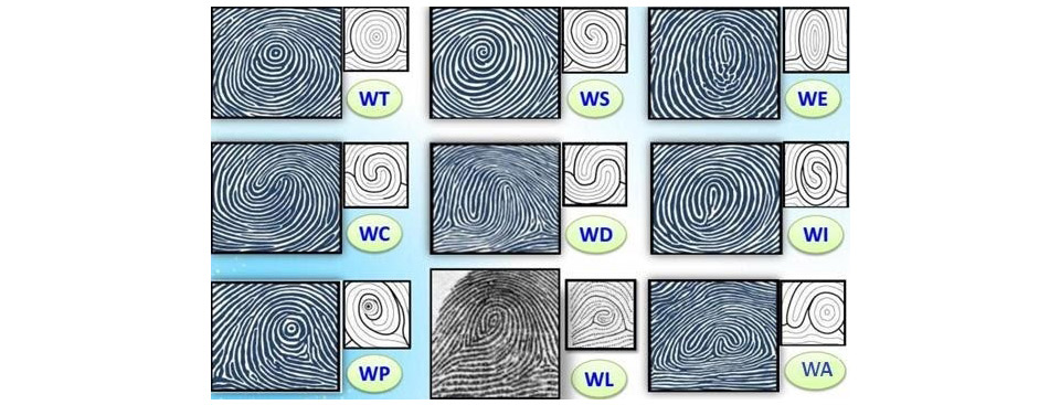 Các mẫu vân tay Whorl