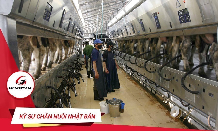 Kỹ sư chăn nuôi tại Nhật Bản