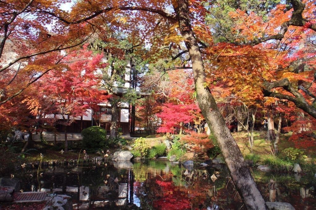 Mùa lá đỏ ở Kyoto